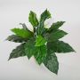 Konstgjord Spathiphyllum ROMY med blommor, på stödpinne, vit, 70cm