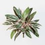 Konstgjord Cordyline Fruticosa THAIS på stativ, grön-rosa, 50cm