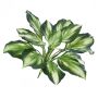 Konstgjord hosta YAHIKO på stödpinne, grön-vit, 55cm