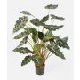 Konstgjord Alocasia Sanderiana SHIVA, grön-vit, 110cm