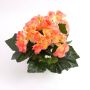 Konstbegonia IVANA på stödpinne, laxfärgad, 20cm, Ø3-5cm