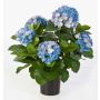 Konstgjord hortensia HARUKA, blå, 55cm, Ø10-15cm