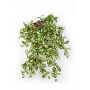 Konstgjord Tradescantia Zebrina KATYINA, på stickpinne, grön-röd, 50cm