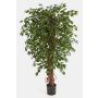 Konstgjord Ficus Benjamini DAKU, naturstammar, grön, 180cm