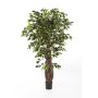 Konstgjord Ficus Benjamini PHIPSO, äkta stammar, grön, 270cm