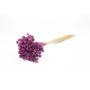 Torkad bukett AVISSA, brasiliansk kulblomma, violett, 45-60cm, Ø13cm