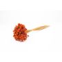 Torkad bukett AVISSA, brasiliansk kulblomma, orange, 45-60cm, Ø13cm