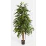 Konstgjord Longifolia-träd LENYA, äkta stammar, 210cm