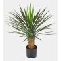 Konstgjord Yucca rostrata RAFFAELA, 80cm