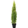 Plastcypress MINNA, i kruka, crossdoor, ljusgrön, 120cm