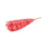 Torkade Ruscus-grenar AGNIATA, cerise, 70-75cm, Ø17cm