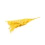 Torkade Ruscus-grenar AGNIATA, gula, 70-75cm, Ø17cm