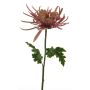 Dekorativ blomma, krysantemum YASULI, rosa-lavendel, 70cm, Ø18cm