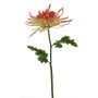 Dekorativ blomma, krysantemum YASULI, cerise-gul, 70cm, Ø18cm