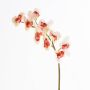 Plastkvist av Cymbidium-orkidé OKSANA, krämrosa, 80cm, Ø6,5cm