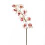 Plastkvist av Cymbidium-orkidé OKSANA, vit-cerise, 80cm, Ø6,5cm