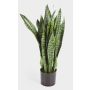 Konstgjord Sansevieria BEYZA, grön, 80cm