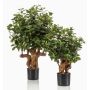 Konstgjord Ficus retusa CUMBIA, naturstam, grön, 70cm