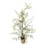 Konstgjord växt Muehlenbeckia MURAHIN, cementkruka, grön, 100cm