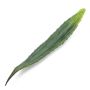 Aloe vera-blad i skumplast KATALINA, crossdoor, grönt, 60cm