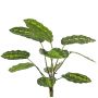 Konstväxt Calathea roseopicta WENFYN, på stödpinne, grön, 55cm