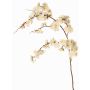 Dekorativ gren av japansk prydnadskörsbär ZORYA med blommor, krämrosa, 125cm
