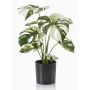 Konstgjord Philodendron Monstera Deliciosa Variegata ZAINE, grön-vit, 40cm