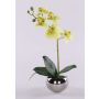 Dekorativ Phalaenopsis-orkidé ZARMINAH i keramikkruka, rötter, krämgrön, 30cm