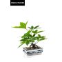 Konstgjord bonsai-lyckokastanj IVANO i mönstrad keramikskål, grön, 40cm