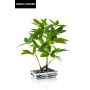 Konstgjord bonsai-lyckokastanj IVANO i mönstrad keramikskål, grön, 60cm