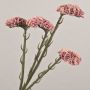 Konstblomma strandflieder AYISHA, torkad look, gammaldagsrosa, antikrosa, 65cm, 3,5x6cm