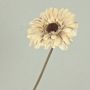 Konstgjord gerbera TUNGUSKA, torkad look, krämbeige, 55cm, Ø11cm
