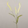 Dekorativ gräsgren Liriope JELIKANTA med ax, krämgrön, 60cm