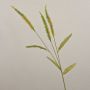 Dekorativ gräsgren Liriope JELIKANTA med blomspikar, grönbrun, 60cm