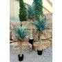Konstgjord Yucca rostrata HARDIN, dekorativ kruka, 120cm