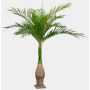 Ravenea-palm i plast KOKIN, 265cm