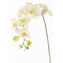 Dekorativ gren av Phalaenopsis-orkidé WESA, vit-grön, 90cm, Ø11-12,5cm