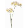Konstblomstergren Phalaenopsis-orkidé VILLANI, vit-grön, 60cm, Ø3,5-5cm
