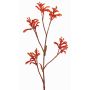 Dekorativ kängurublomma LEOBER, röd-orange, 75cm, Ø4-8cm