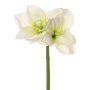 Konstgjord amaryllis NARWELA, vit-grön, 70cm, Ø10-13cm