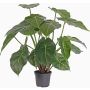 Konstväxt Syngonium PERAMI, grön, 45cm