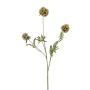 Dekorativ gren, stjärna, Scabiosa RANIK, grön, 70cm