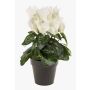 Konstgjord alpenviol HEIDI i dekorativ kruka, krämfärgad, 25cm, Ø5-8cm