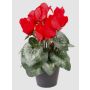 Konstgjord alpenviol HEIDI i dekorativ kruka, röd, 25cm, Ø5-8cm