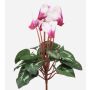 Konstgjord alpskalla VERIANA på stödpinne, vit-cerise, 30cm