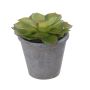 Dekorationsväxt Echeveria morani BENCY, kruka, grön-röd, 10cm