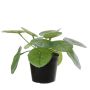 Konstgjord växt Pilea peperomioides BIRCAN, grön, 15cm