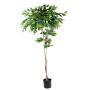 Plastväxt kaffeträd BORRA, naturstam, 210cm