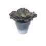 Dekorativ Echeveria rosea MARNIE, kruka, vinröd-grön, 15cm