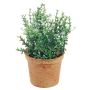 Dekorativ växt timjan SUNNIVA med blommor, dekorativ kruka, grön-vit, 13cm